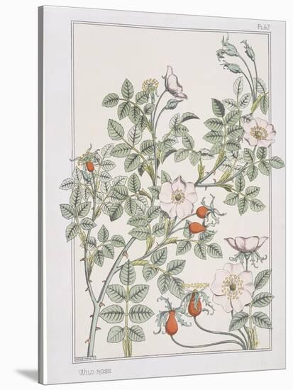 Botanical Diagram of Wild Rose-Eugene Grasset-Stretched Canvas