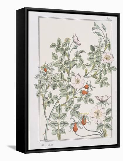 Botanical Diagram of Wild Rose-Eugene Grasset-Framed Stretched Canvas