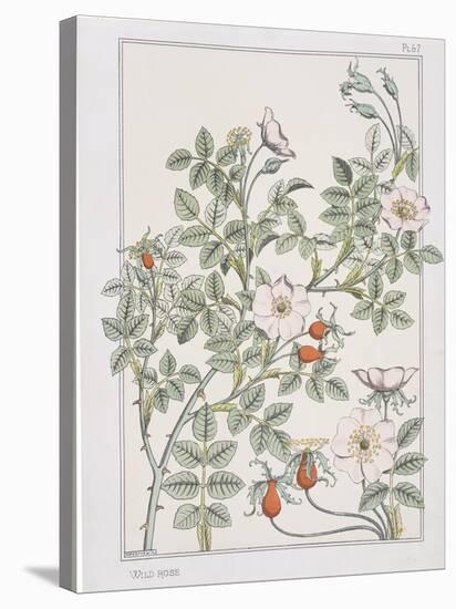 Botanical Diagram of Wild Rose-Eugene Grasset-Stretched Canvas