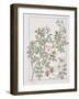 Botanical Diagram of Wild Rose-Eugene Grasset-Framed Giclee Print