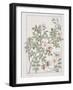 Botanical Diagram of Wild Rose-Eugene Grasset-Framed Giclee Print