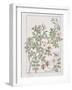 Botanical Diagram of Wild Rose-Eugene Grasset-Framed Giclee Print