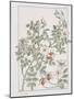 Botanical Diagram of Wild Rose-Eugene Grasset-Mounted Giclee Print