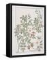 Botanical Diagram of Wild Rose-Eugene Grasset-Framed Stretched Canvas