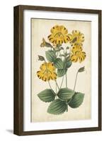 Botanical Display I-Vision Studio-Framed Art Print