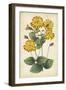 Botanical Display I-Vision Studio-Framed Art Print