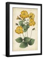 Botanical Display I-Vision Studio-Framed Art Print