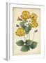 Botanical Display I-Vision Studio-Framed Art Print