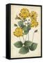 Botanical Display I-Vision Studio-Framed Stretched Canvas