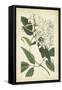 Botanical Display II-Vision Studio-Framed Stretched Canvas