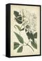 Botanical Display II-Vision Studio-Framed Stretched Canvas