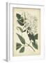 Botanical Display II-Vision Studio-Framed Art Print