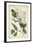 Botanical Display II-Vision Studio-Framed Art Print