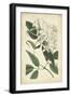 Botanical Display II-Vision Studio-Framed Art Print