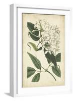 Botanical Display II-Vision Studio-Framed Art Print