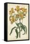 Botanical Display III-Vision Studio-Framed Stretched Canvas