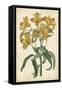 Botanical Display III-Vision Studio-Framed Stretched Canvas