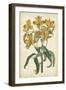 Botanical Display III-Vision Studio-Framed Art Print