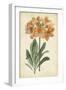 Botanical Display V-Vision Studio-Framed Art Print