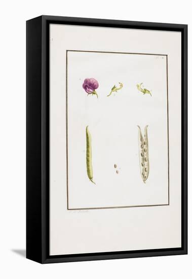 Botanical Dissection: Sweet Pea (Lathyrus Odoratus), C. 1778-1790-Pierre Joseph Redoute-Framed Stretched Canvas
