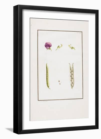 Botanical Dissection: Sweet Pea (Lathyrus Odoratus), C. 1778-1790-Pierre Joseph Redoute-Framed Giclee Print