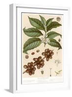 Botanical Drawing of Coffee Plant-null-Framed Art Print