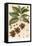 Botanical Drawing of Coffee Plant-null-Framed Stretched Canvas