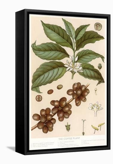 Botanical Drawing of Coffee Plant-null-Framed Stretched Canvas