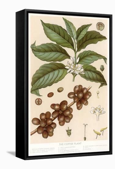 Botanical Drawing of Coffee Plant-null-Framed Stretched Canvas