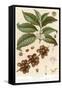 Botanical Drawing of Coffee Plant-null-Framed Stretched Canvas