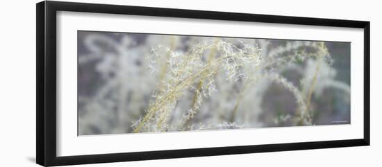 Botanical Dream-Nicole Katano-Framed Photo