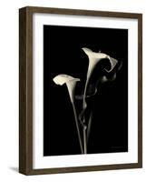 Botanical Elegance Calla III-Amy Melious-Framed Art Print