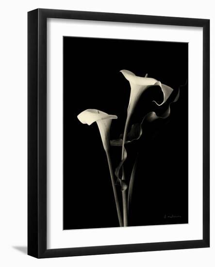 Botanical Elegance Calla III-Amy Melious-Framed Art Print