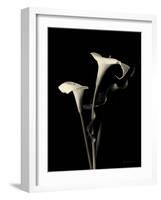 Botanical Elegance Calla III-Amy Melious-Framed Art Print