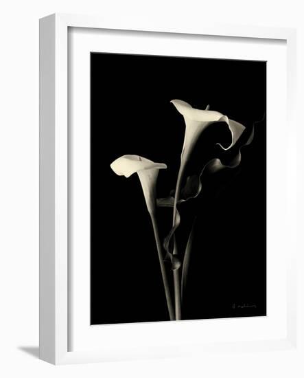 Botanical Elegance Calla III-Amy Melious-Framed Art Print