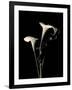 Botanical Elegance Calla III-Amy Melious-Framed Art Print