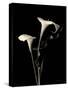 Botanical Elegance Calla III-Amy Melious-Stretched Canvas