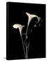 Botanical Elegance Calla III-Amy Melious-Framed Stretched Canvas