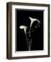 Botanical Elegance Calla III-Amy Melious-Framed Art Print