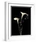 Botanical Elegance Calla III-Amy Melious-Framed Art Print