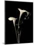 Botanical Elegance Calla III-Amy Melious-Mounted Art Print