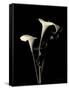 Botanical Elegance Calla III-Amy Melious-Framed Stretched Canvas