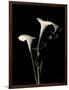 Botanical Elegance Calla III-Amy Melious-Framed Art Print