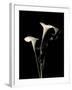 Botanical Elegance Calla III-Amy Melious-Framed Art Print