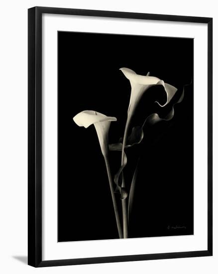Botanical Elegance Calla III-Amy Melious-Framed Art Print
