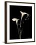 Botanical Elegance Calla III-Amy Melious-Framed Art Print