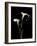 Botanical Elegance Calla III-Amy Melious-Framed Premium Giclee Print