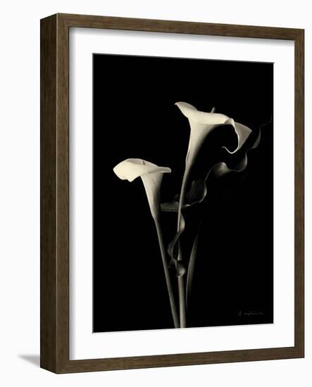 Botanical Elegance Calla III-Amy Melious-Framed Premium Giclee Print