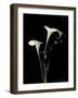 Botanical Elegance Calla III-Amy Melious-Framed Premium Giclee Print