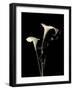 Botanical Elegance Calla III-Amy Melious-Framed Premium Giclee Print